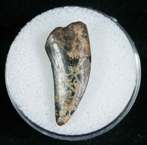 Large Inch Raptor Tooth - Montana #5674